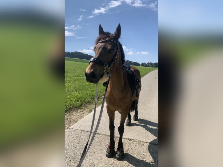 Connemara Mix Stute 16 Jahre 145 cm Falbe in Luzern