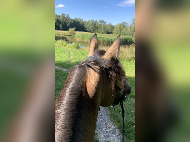 Connemara Mix Stute 16 Jahre 145 cm Falbe in Luzern