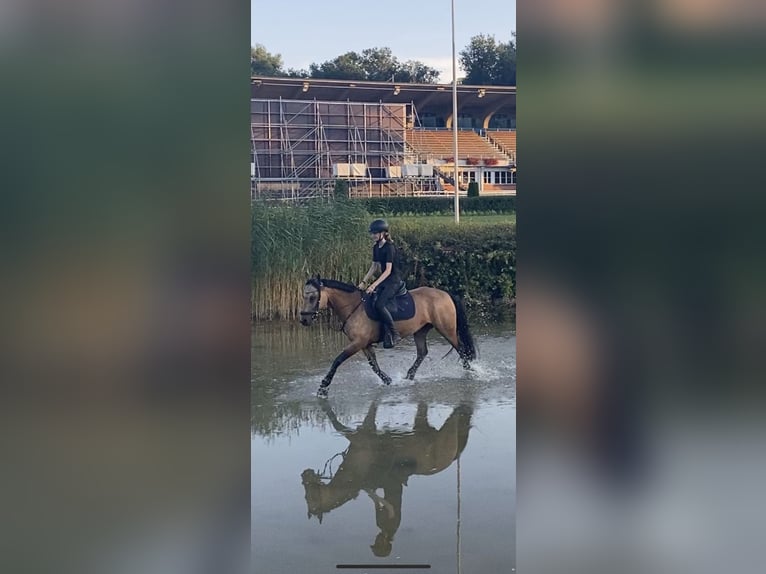 Connemara Mix Stute 16 Jahre 145 cm Falbe in Luzern