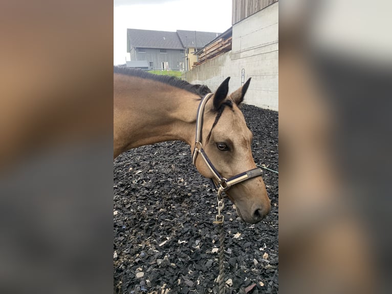Connemara Mix Stute 16 Jahre 145 cm Falbe in Luzern