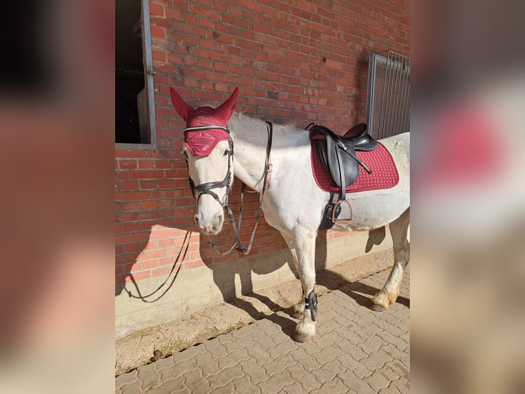 Connemara Mix Stute 16 Jahre 155 cm  in Vienenburg