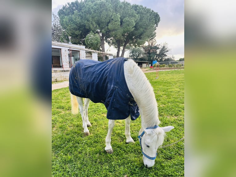 Connemara Stute 17 Jahre 138 cm Dunalino in Polignano A Mare