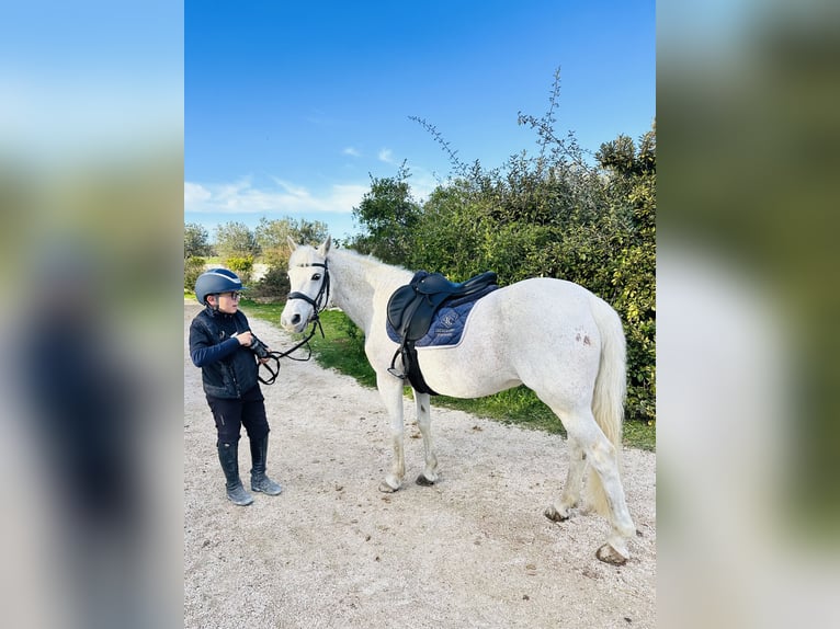 Connemara Stute 17 Jahre 138 cm Dunalino in Polignano A Mare