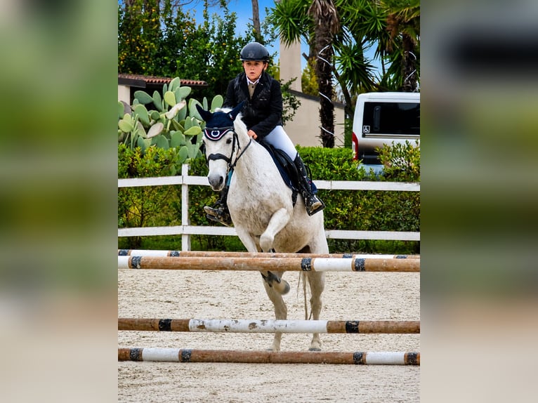 Connemara Stute 17 Jahre 138 cm Schimmel in Polignano A Mare