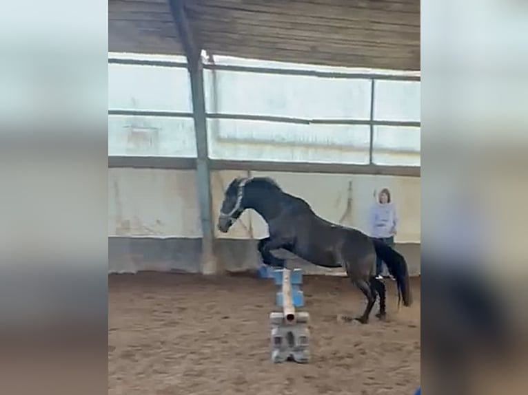 Connemara Stute 17 Jahre 141 cm Roan-Bay in Kirkel
