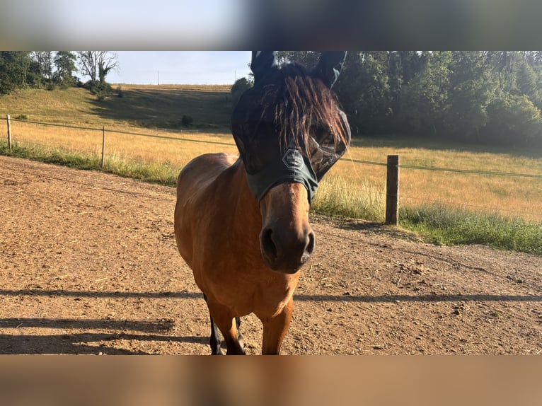 Connemara Stute 17 Jahre 143 cm Falbe in Waldshut Tiengen