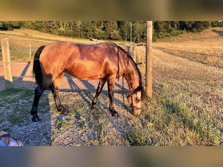 Connemara Stute 17 Jahre 143 cm Falbe in Waldshut Tiengen