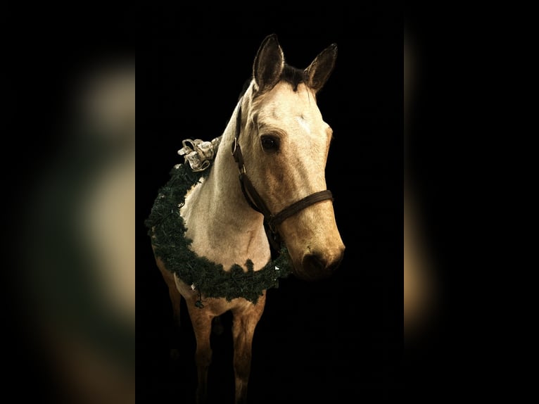 Connemara Stute 17 Jahre 146 cm Falbe in Gainesville