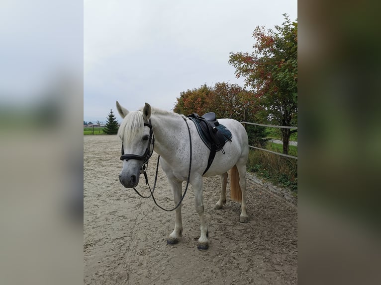 Connemara Stute 17 Jahre 155 cm Schimmel in Kappelen