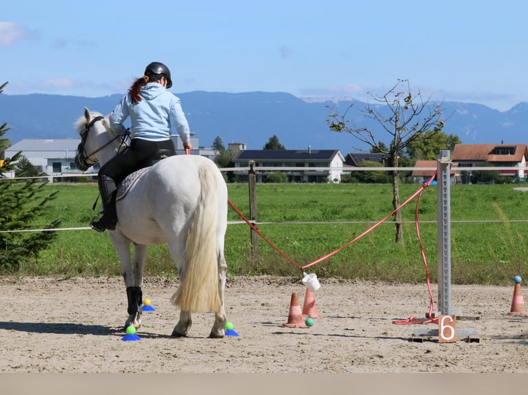 Connemara Stute 17 Jahre 155 cm Schimmel in Kappelen
