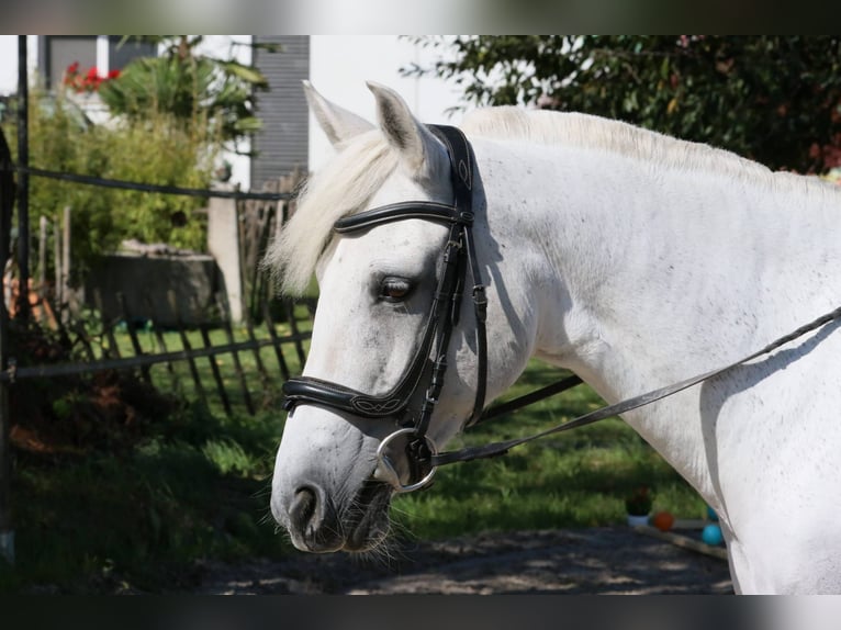 Connemara Stute 17 Jahre 155 cm Schimmel in Kappelen