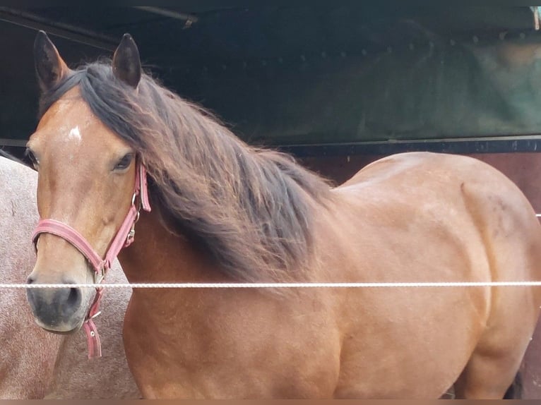 Connemara Stute 19 Jahre 146 cm Hellbrauner in Erftstadt