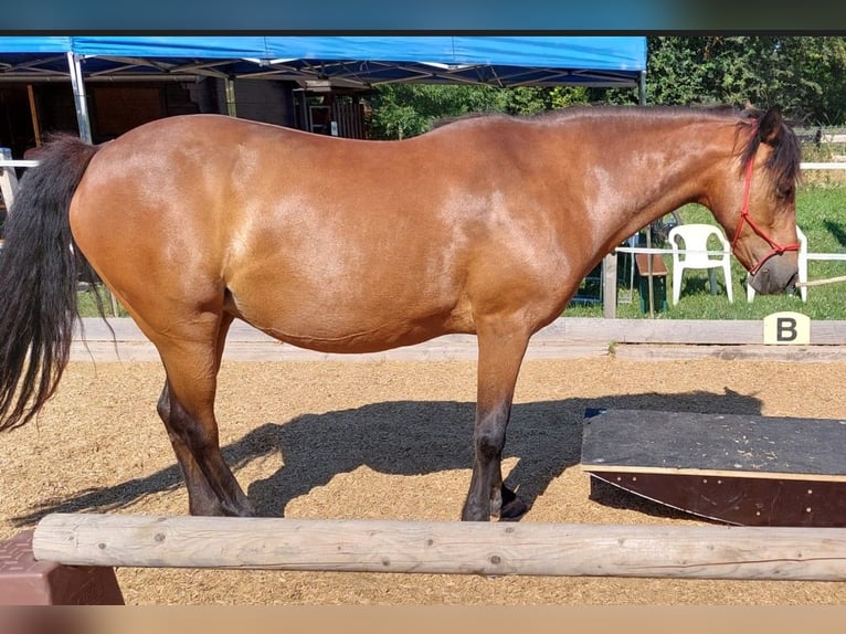 Connemara Stute 19 Jahre 146 cm Hellbrauner in Erftstadt
