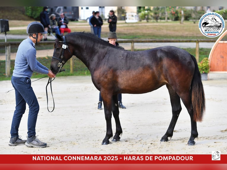 Connemara Stute 1 Jahr 145 cm Rappe in PADOUX