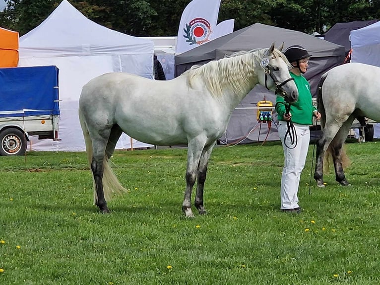 Connemara Stute 1 Jahr 146 cm Schimmel in Fjenneslev