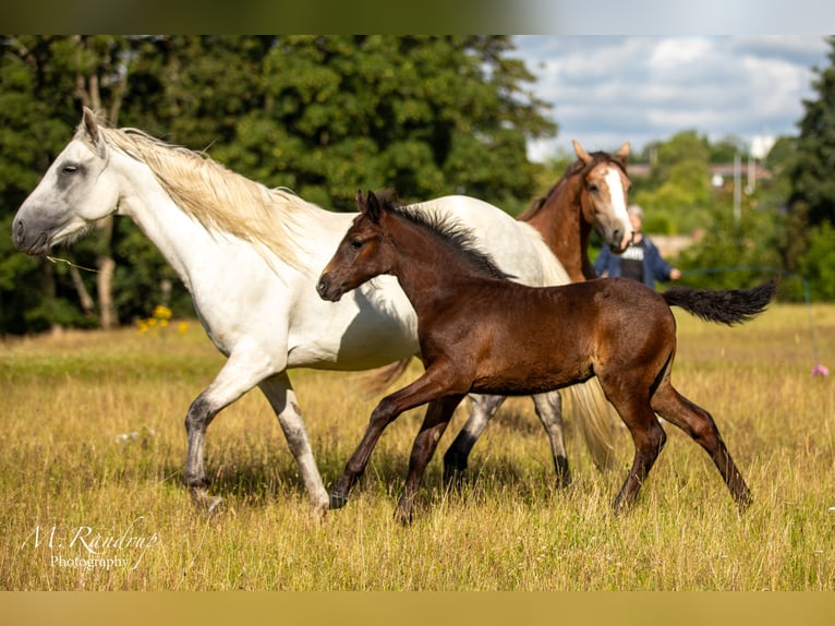 Connemara Stute 1 Jahr 146 cm Schimmel in Fjenneslev