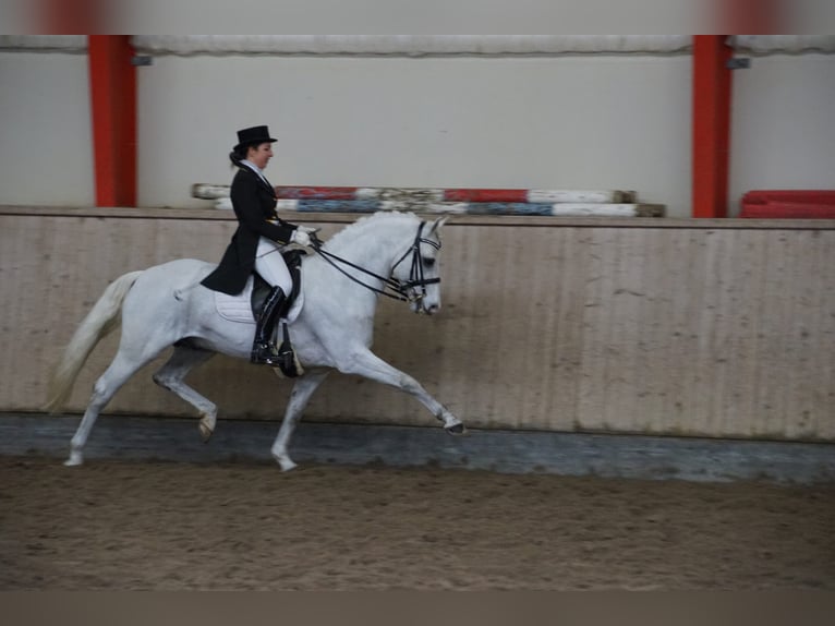 Connemara Stute 1 Jahr 146 cm Schimmel in Fjenneslev