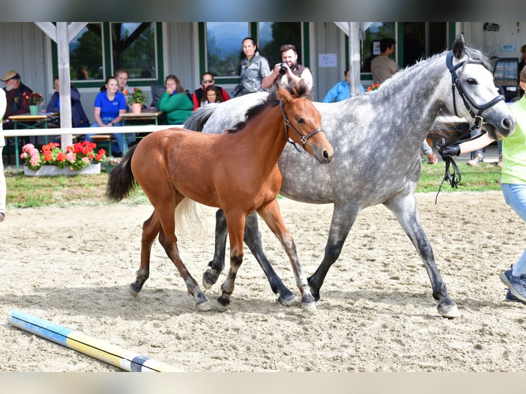 Connemara Stute 1 Jahr 147 cm Brauner in Behamberg