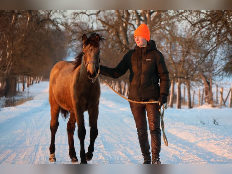 Connemara Mix Stute 1 Jahr 148 cm Buckskin in Buchen (Odenwald)