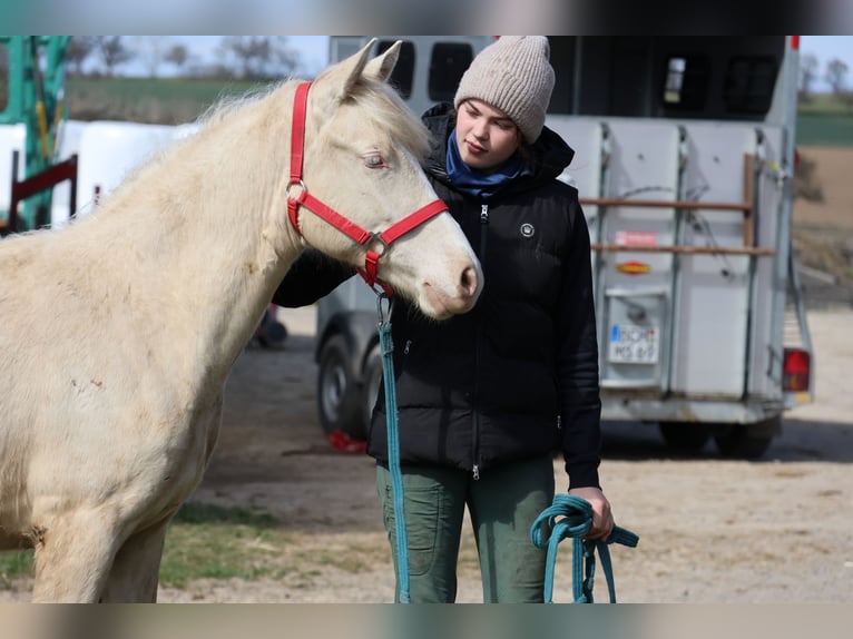 Connemara Mix Stute 1 Jahr 150 cm Cremello in Buchen (Odenwald)