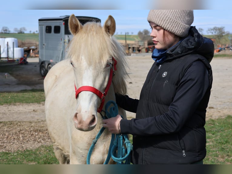 Connemara Mix Stute 1 Jahr 150 cm Cremello in Buchen (Odenwald)