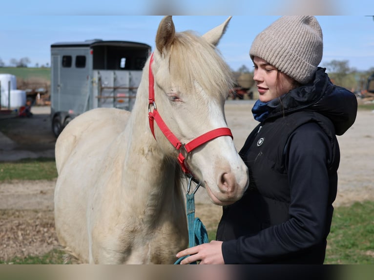 Connemara Mix Stute 1 Jahr 150 cm Cremello in Buchen (Odenwald)