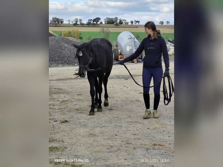 Connemara Mix Stute 1 Jahr 150 cm Rappe in Buchen (Odenwald)
