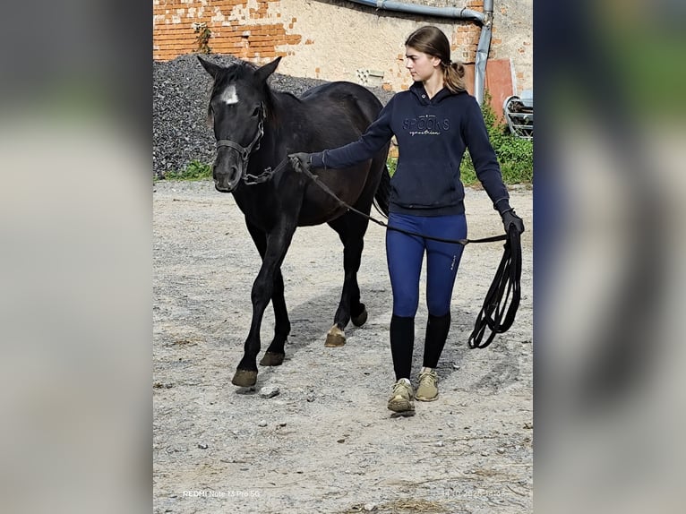 Connemara Mix Stute 1 Jahr 150 cm Rappe in Buchen (Odenwald)