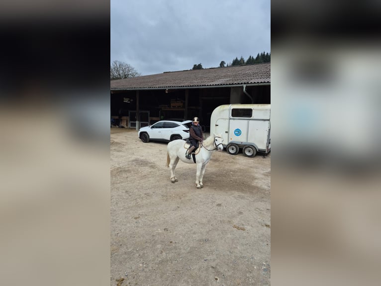 Connemara Stute 20 Jahre 141 cm Schimmel in Meinisberg