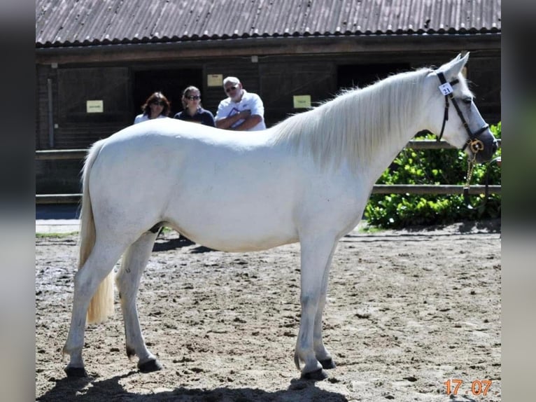 Connemara Stute 20 Jahre 144 cm Schimmel in Bonnut