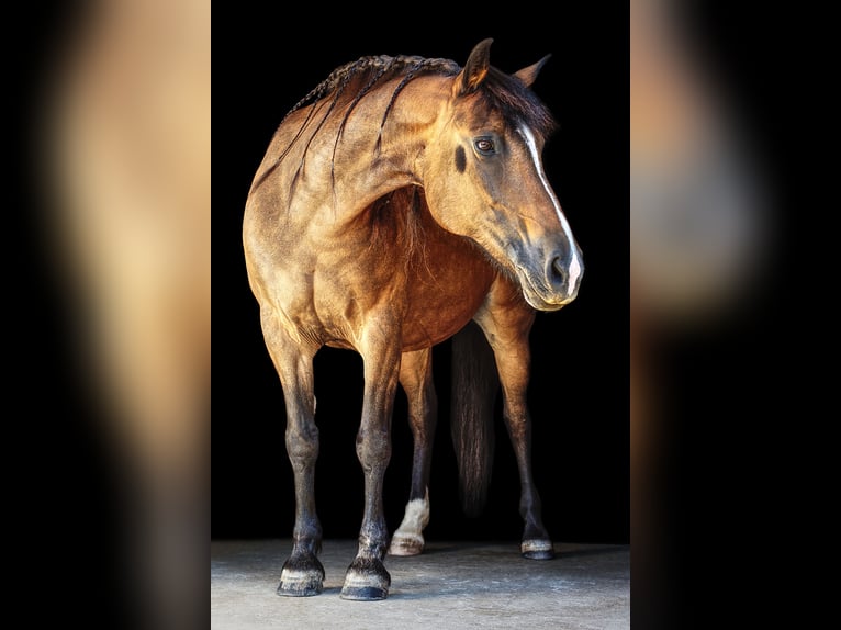 Connemara Mix Stute 20 Jahre 148 cm Brauner in Willanzheim