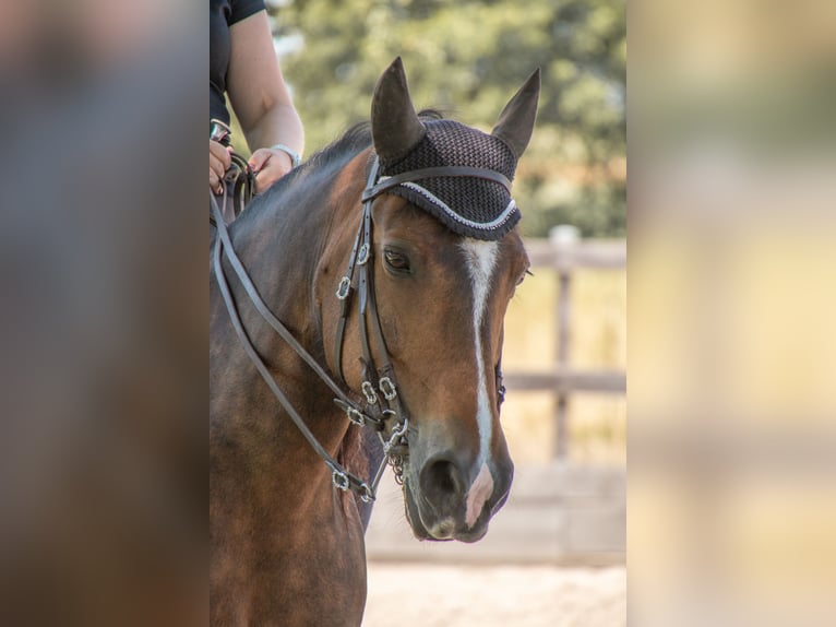 Connemara Mix Stute 20 Jahre 148 cm Brauner in Willanzheim
