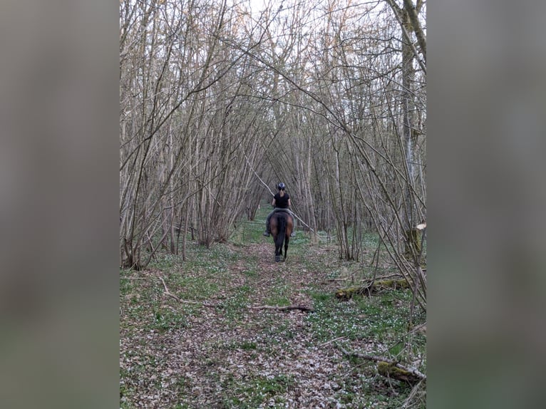 Connemara Mix Stute 20 Jahre 148 cm Brauner in Willanzheim