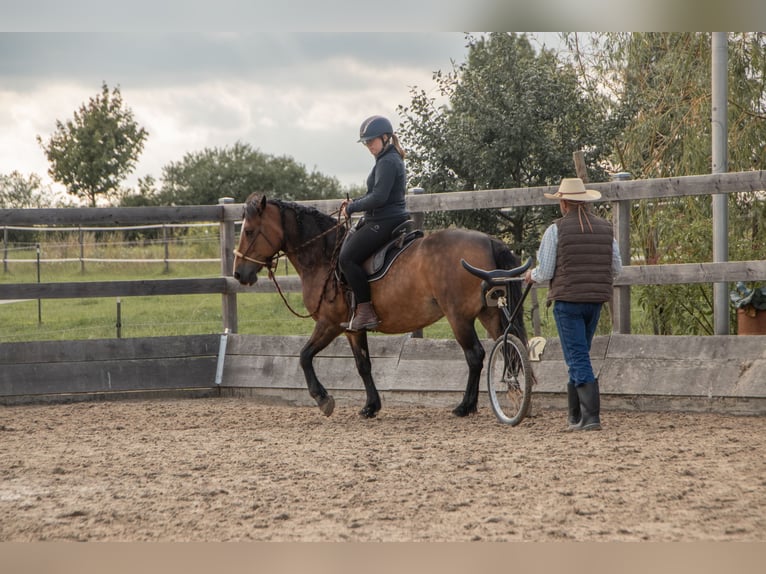 Connemara Mix Stute 20 Jahre 148 cm Brauner in Willanzheim