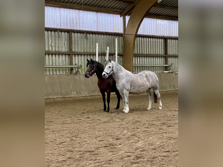 Connemara Stute 21 Jahre 143 cm Apfelschimmel in Osdorf