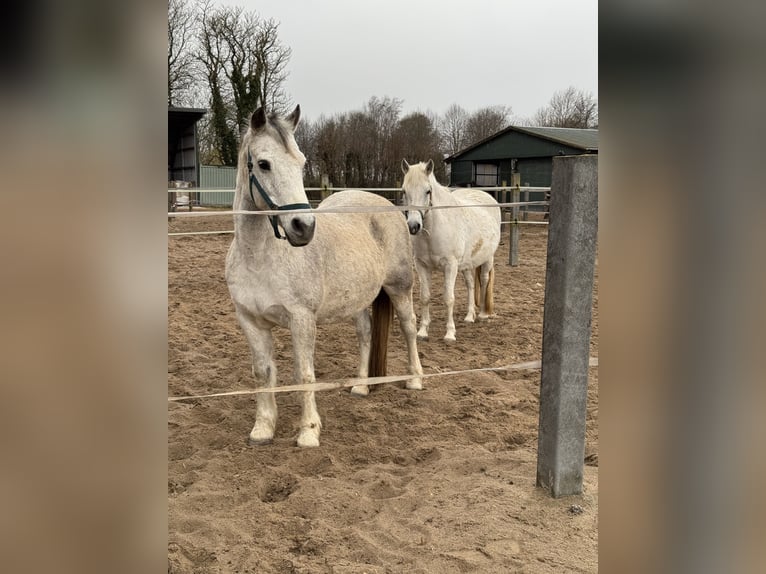 Connemara Stute 21 Jahre 143 cm Apfelschimmel in Osdorf