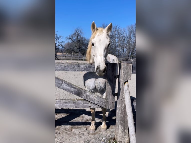 Connemara Stute 22 Jahre 148 cm  in Illmensee