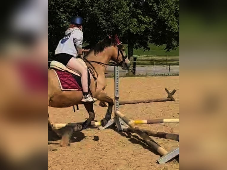 Connemara Stute 23 Jahre 143 cm Falbe in Kaufbeuren