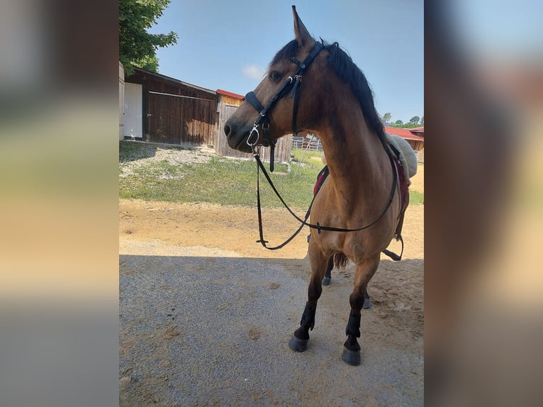 Connemara Stute 23 Jahre 143 cm Falbe in Kaufbeuren