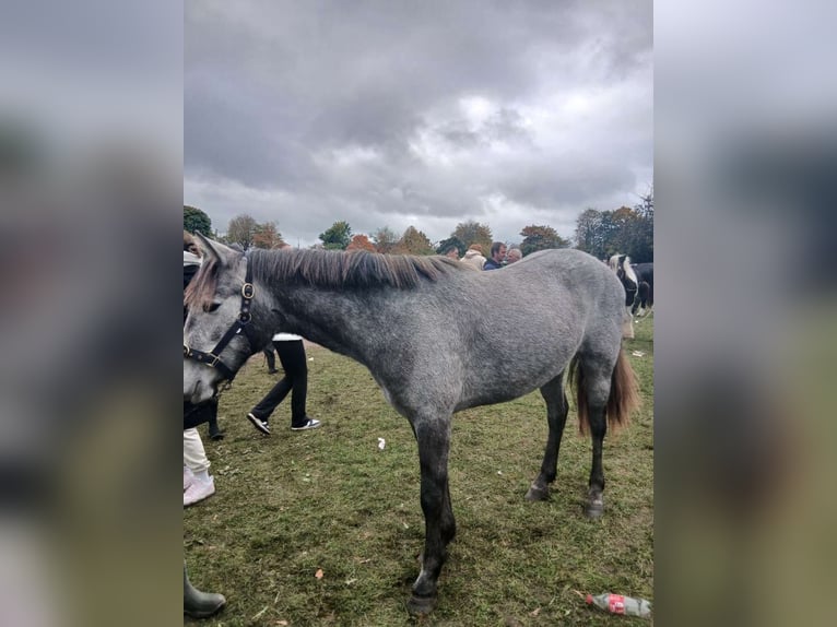 Connemara Mix Stute 2 Jahre 130 cm Blauschimmel in Dhronecken