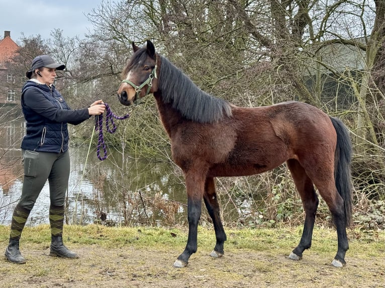 Connemara Stute 2 Jahre 140 cm Brauner in OsdorfOsdorf