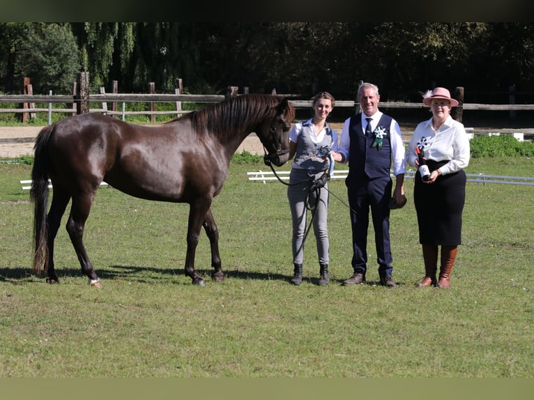 Connemara Stute 2 Jahre 140 cm Falbe in Straskov 32