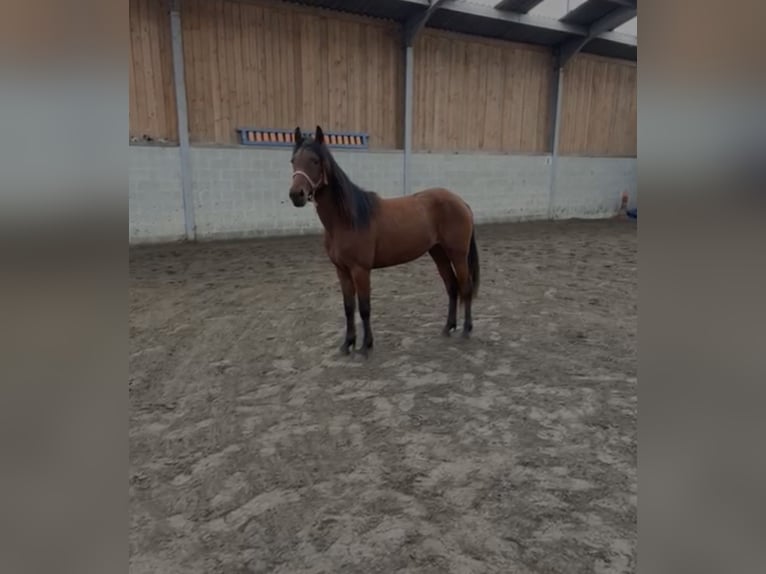 Connemara Stute 2 Jahre 142 cm Brauner in Agimont