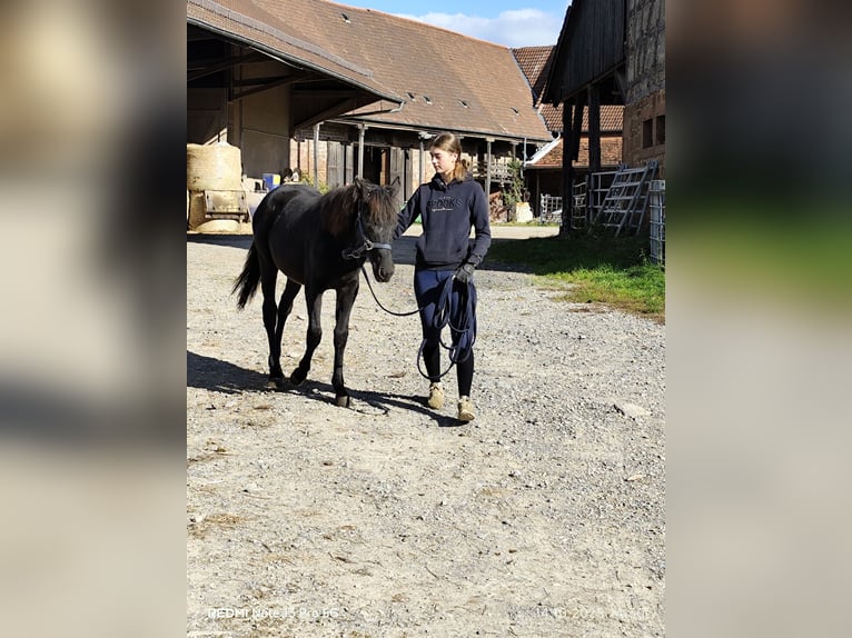 Connemara Mix Stute 2 Jahre 147 cm Rappe in Buchen (Odenwald)