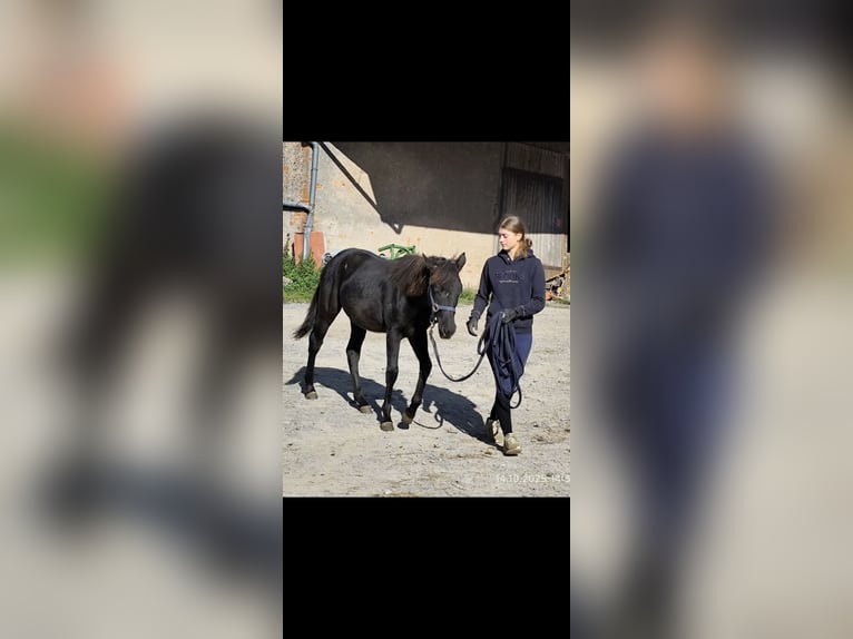 Connemara Mix Stute 2 Jahre 147 cm Rappe in Buchen (Odenwald)