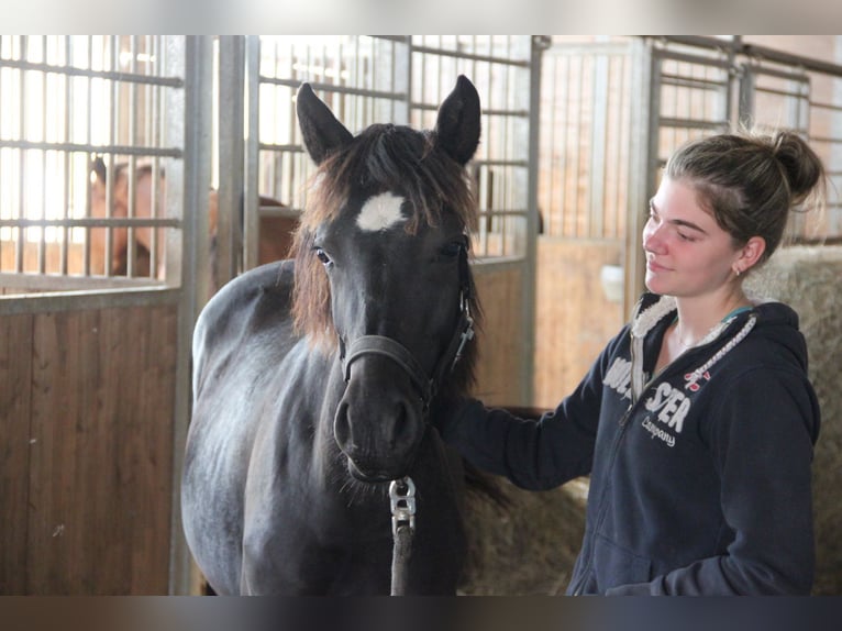 Connemara Mix Stute 2 Jahre 148 cm Rappe in Buchen (Odenwald)