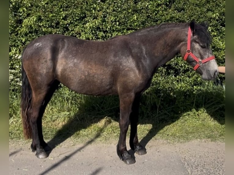 Connemara Stute 2 Jahre 148 cm Schimmel in Cumbria