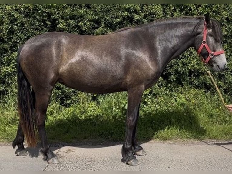 Connemara Stute 2 Jahre 148 cm Schimmel in Cumbria