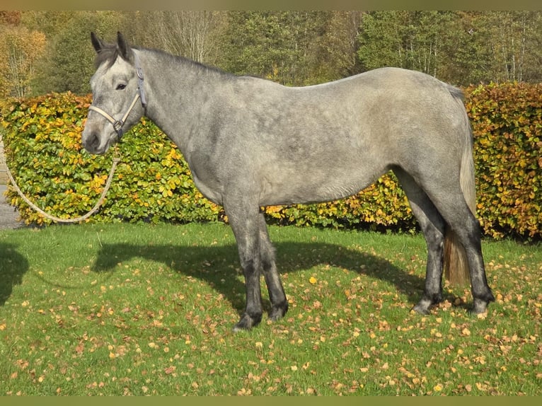 Connemara Stute 2 Jahre 148 cm Schimmel in Nienborstel