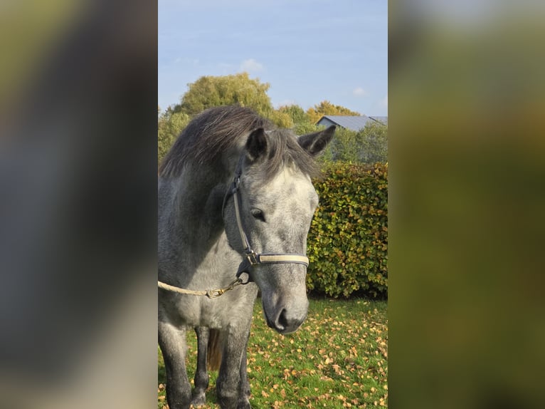 Connemara Stute 2 Jahre 148 cm Schimmel in Nienborstel